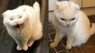 Funny Moments of Cats | Funny Video Compilation - Fails Of The Week #14