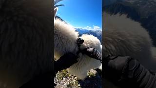 POV: Following a Wild Mountain Goat through rocky mountains#MountainGoat#mountainanimals#WildlifePOV