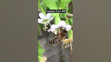 Animal Fact #9 : Bee-lieve It or Not: The Shocking Truth About Bee Extinction
