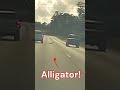 It's CHAOS in FLORIDA folks, cats &amp; dogs &amp; ALLIGATORS everywhere! #Flori-duh #short