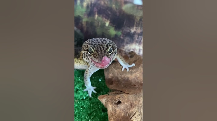 Mi gecko black night parace un cocodrilo!!! #shorts #shortsvideo #gecko #geckosofinstagram