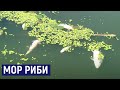 На Житомирщині у річці Тетерів гине риба