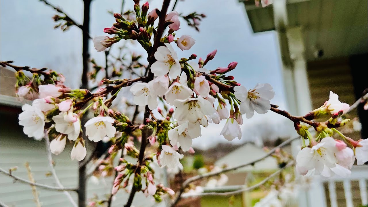 How To Transplant A Japanese Cherry Blossom? YouTube