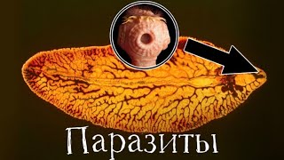 Паразиты - Самые Умные Существа На Земле