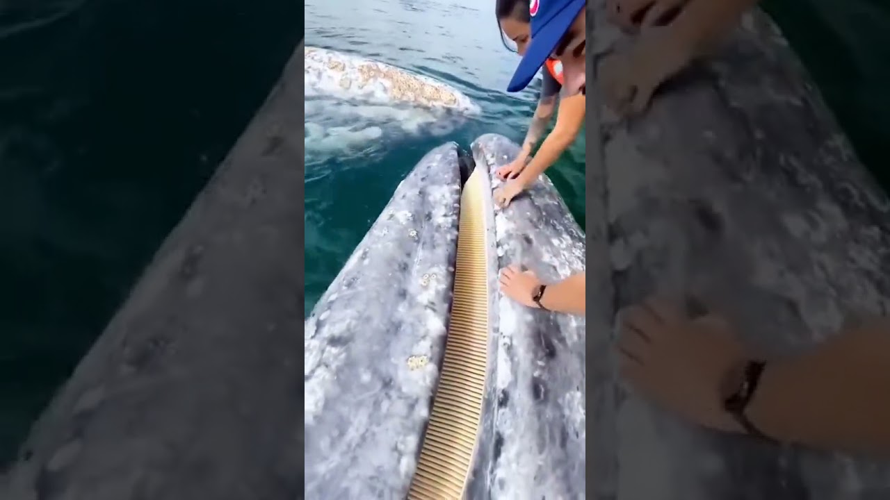 It is impossible to believe the shape of the teeth of a whale!!