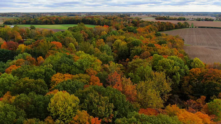 2019 Fall leaves in Michigan