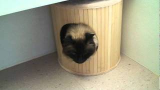 Siamese Rescue VA8291 Precious 1