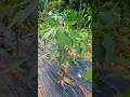 how To grow chili plants #shortsfeed #chilli