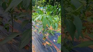 how To grow chili plants #shortsfeed #chilli