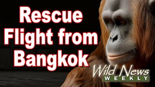 Orangutans Rescued From Exotic Pet Trafficking Wild News Weekly