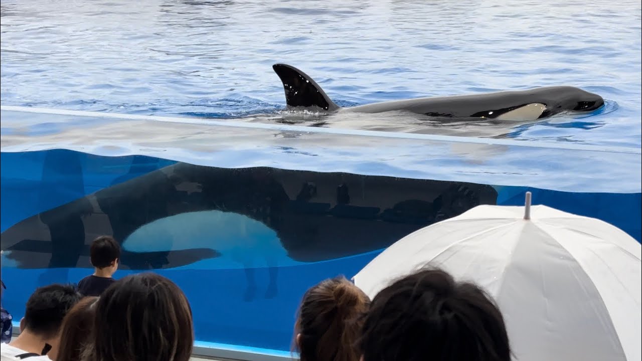 Suma Dolphin Live CD 須磨海浜水族園　サントラ　廃盤 Shinsuke Honda (本多信介): The Song Of Blue (イルカ