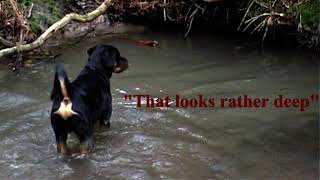 Rottweiler My Friend Jack Gentle Giant.