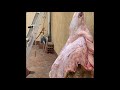 سكين الماني walther سكين رحلات ذبح وسلخ