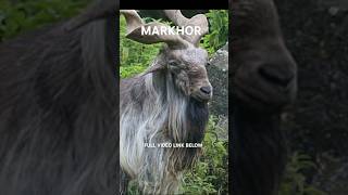 Meet the Wildest Goat Ever!