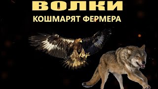 Hunting in Russia, wolves give nightmare to farmer Ingushetia Surkhakhi
