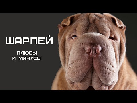 ШАРПЕЙ. Плюсы и минусы собаки породы шарпей Shar Pei #шарпей #собаки