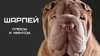 картинка: ШАРПЕЙ. Плюсы и минусы собаки породы шарпей Shar Pei #шарпей #собаки