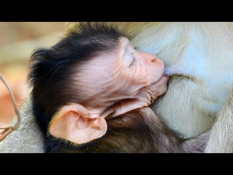 So Cute Asian Baby Nursing With Mommy So Lovely April Mother! So CUTE!