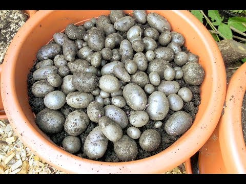 Kartoffeln im Kübel und Sack: Wieviel Platz brauchen die wirklich?