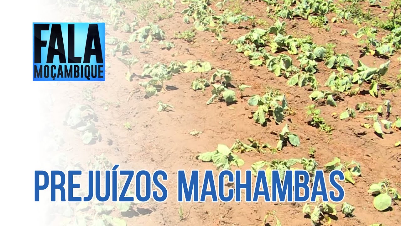 Onda de calor arrasa campos agrícolas em Maputo