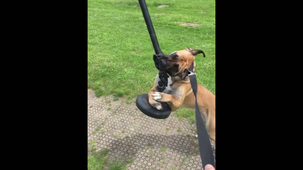 American bulldog attack on command