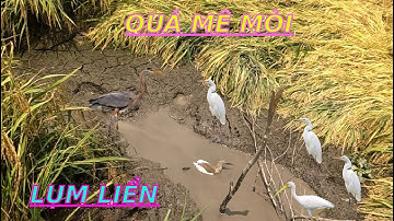 Bẩy Cò Mùa Khô, Vô Tình Gặp chổ CÒ Chết Thấy Ghê #đồngcárô