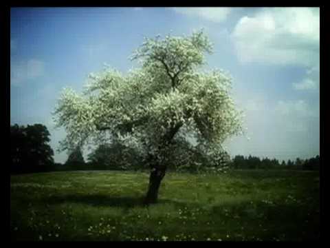 რამ შემქმნა ადამიანად