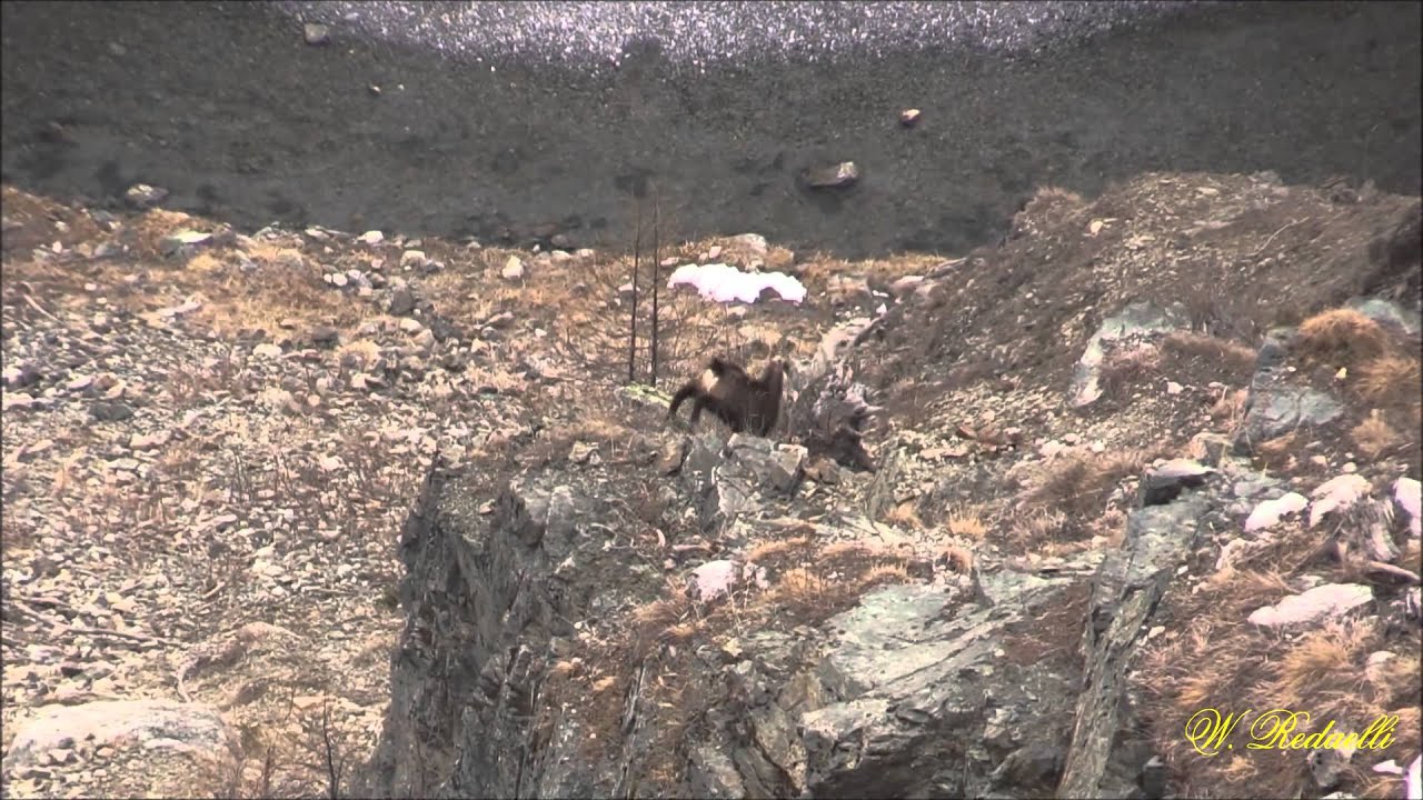 - Camosci -  (Corsa con ostacolo) By W. Redaelli