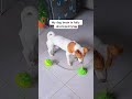 My dog brain is fully developed 🐶🧠#funnydog #funnydog cutedog #fyp #pet #funnyvideos #puppy