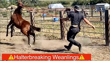 Halterbreaking a Weanling Horse