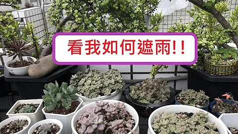 看我如何遮雨! - 天天要闻
