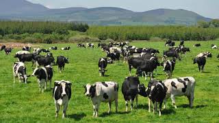 المحاضرة 114: زكاة الحيوان ( البقر والجاموس )