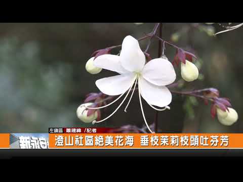 澄山社區絕美花海 垂枝茉莉枝頭吐芬芳-新永安新聞