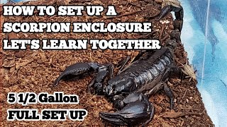 HOW TO SET UP A EMPEROR & BLACK FOREST SCORPION ENCLOSURE..5 1/2 GALLON