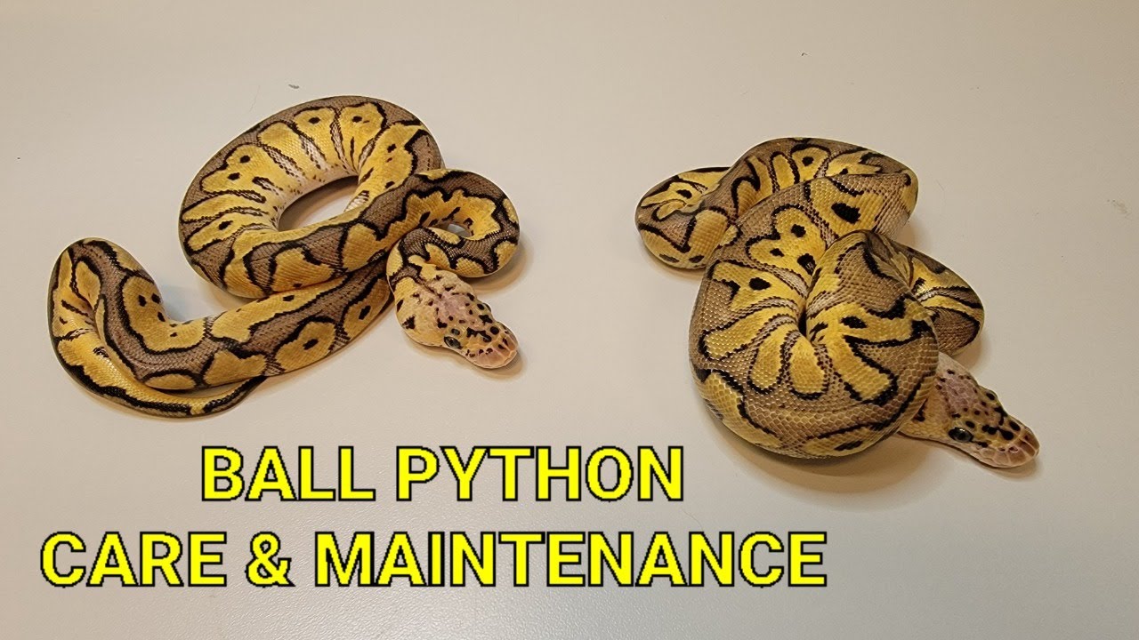 Ball Python (Reptile) Care and Maintenance - YouTube