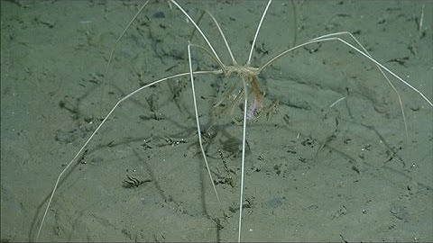 Eerie Critters of the Deep: Deep-Sea Nightmare