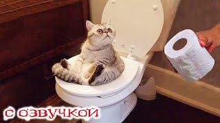 Приколы С Котами! Самая Смешная Озвучка Животных! 12 Минут Смеха!