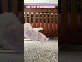 My first dragon puppet!!#new