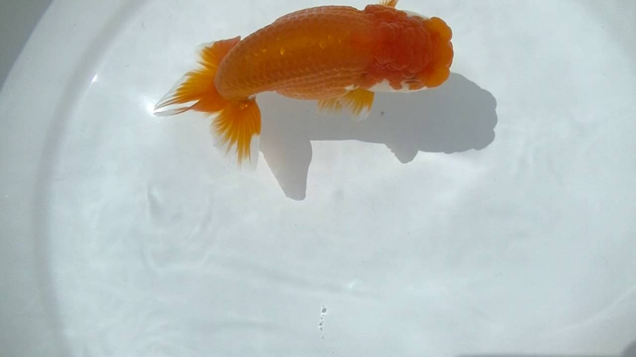 camera iphone 8 plus apk 00025