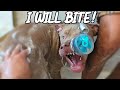Giving My Pitbull Puppy A Shower For The First Time! Funny Reaction!