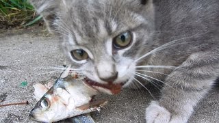 do cats eat fish