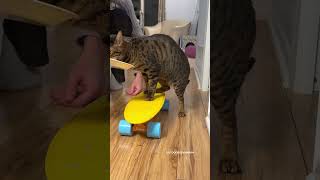 Cat Skateboard Training #Outdoorsavannah