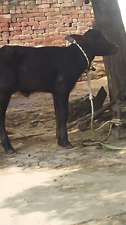 dheere dheere sajna hole hole balma 🤣 #meme - YouTube