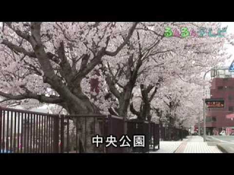 豊岡の桜風景（兵庫県・豊岡市城崎町、出石町）