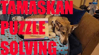 Outward Hound Hide n Slide Review by Taming The Tamaskan 164 views 3 years ago 5 minutes, 6 seconds