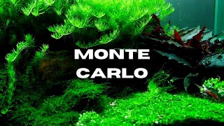 How to grow Micranthemum Monte Carlo in your Aquascape; Not as easy as you think