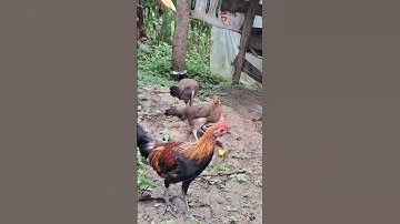 gà rừng tơ giải nhất đã có thấy độ rất tốt rồi ae nhé.qaib qus zaim nyawb khav lawm nawb