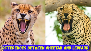 Cheetah Vs. Leopard: Difference Between This Two Wild Animals And Comparison