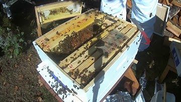 G&H Honey Bees - Beekeeping series - Combining queenless hive with queen right hive