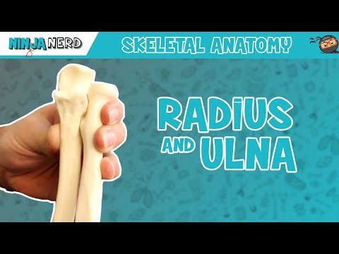 Radius and Ulna Anatomy